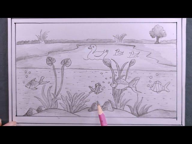 how to draw ecosystem diagram/draw freshwater ecosystem