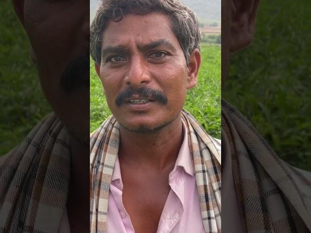Vnr 314 Mirapa ekarikini 80000 velu nijama kada #nursery #agriculture #farming #mirapa #రైతు