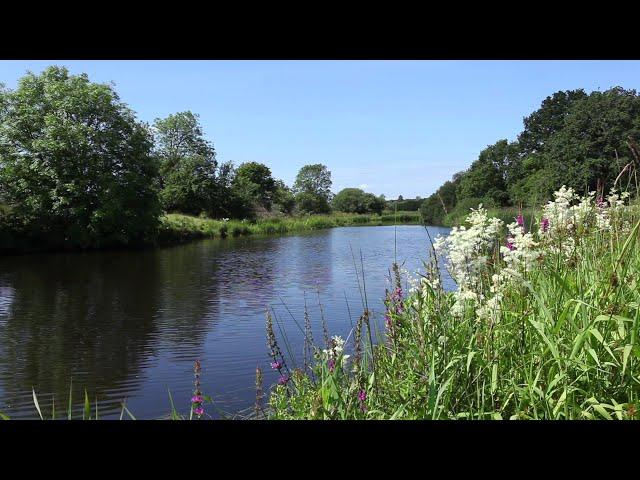 Forest River Nature Sounds-Relaxing Birds Chirping Spring Morning Ambience-Water Sound for Sleeping