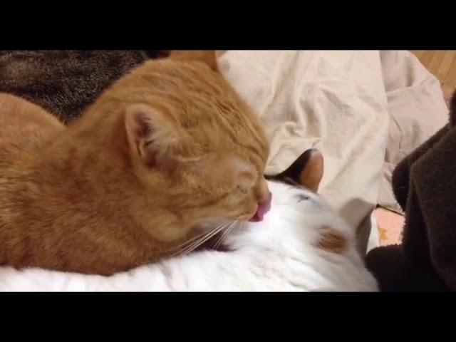 ASMR Cat Licking Another Cat’s Ear for 10 Minutes (Looped) ENHANCED AUDIO!