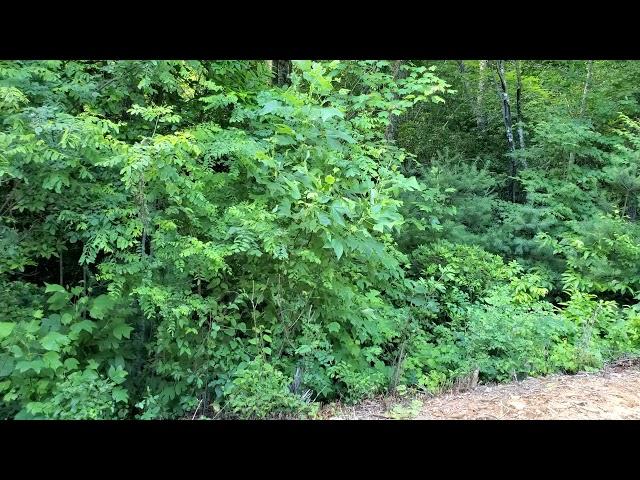 North Carolina Land 1.18 Acre - Sylva, NC - Owner Financing $175/Mo - Billyland.com