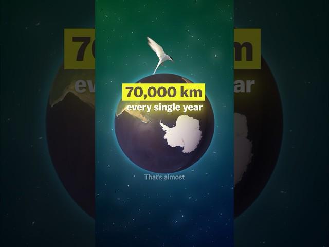 Longest Bird Migration on Earth  70,000 km Every Year from Arctic to Antarctica 