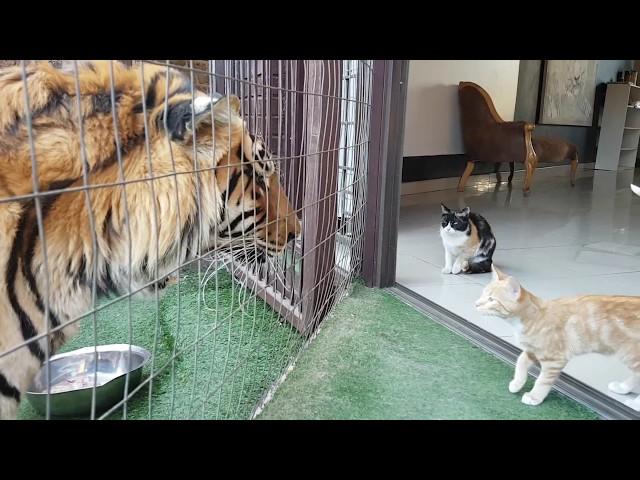 Mother cat looking out for kittens safety by the tigers