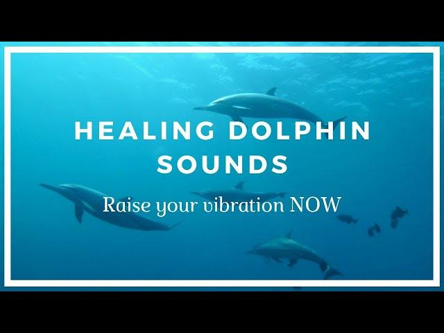 Healing Dolphin Sounds ️ Raise Your Vibration NOW!