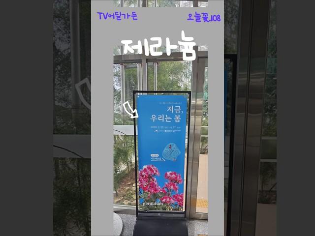 국립세종수목원    #제라늄  #임영웅  #tv어딜가든  #정원