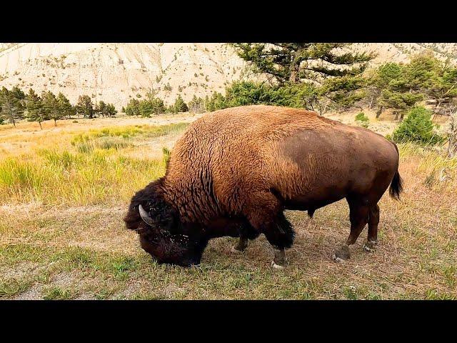 Yellowstone National Park | School Is In Session