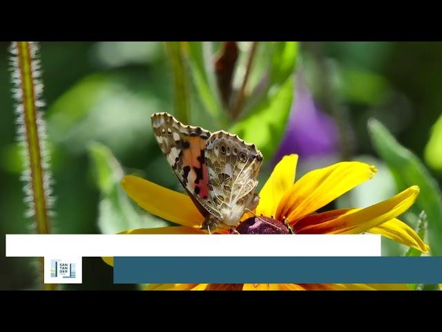 Nueva guía "Mariposas de Santander"
