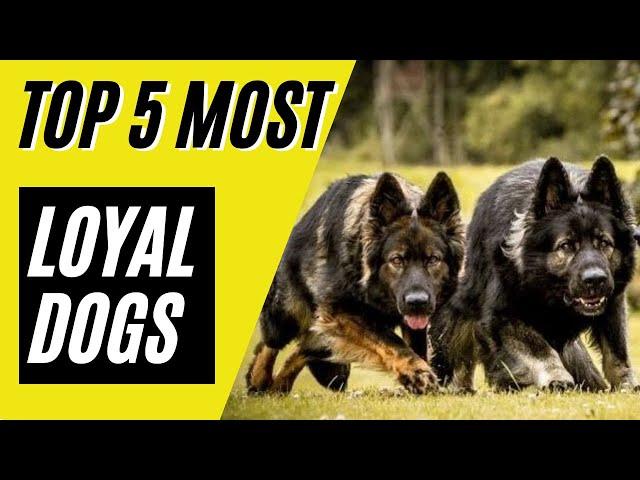 Top 5 Most Loyal Dog Breeds (German Shepherd, Border Collie)