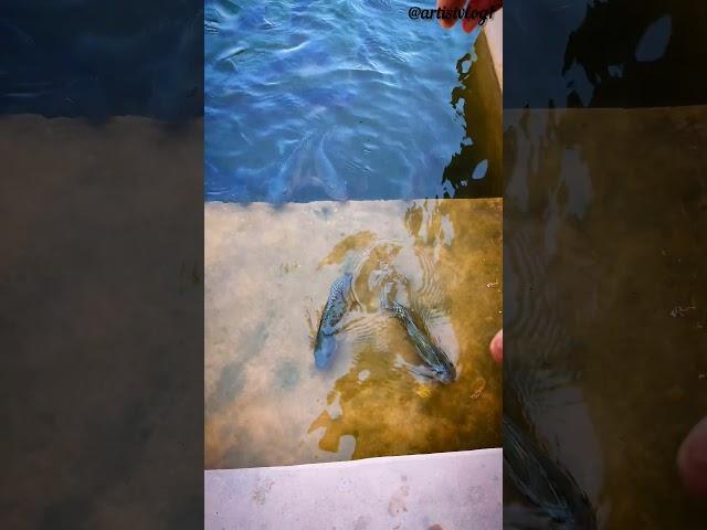 silent conversation #fish #fishcurry #prakriti #nature #love ##horts