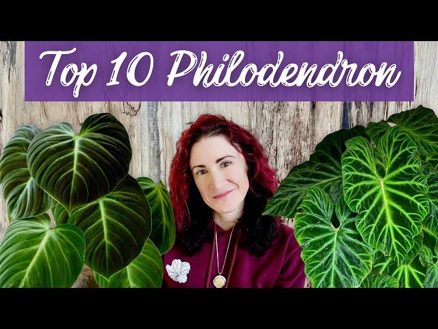 Unveiling My Top 10 Fave Philodendron