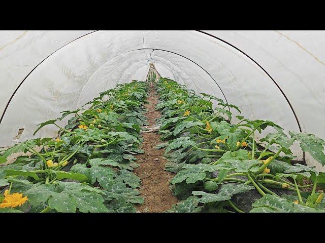 Early melon cultivation is a low-cost and profitable business, planting preparation and detailed