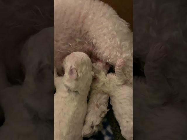 Bichon Frise Puppies - 12 days old   nursing