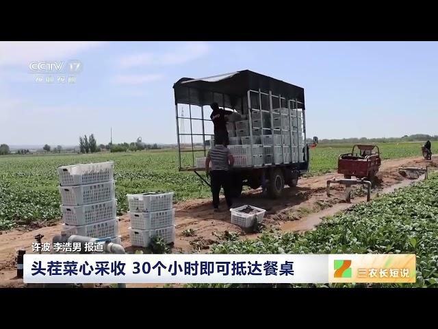 [三农长短说]三夏时节农事忙 宁夏固原 头茬菜心采收 30个小时即可抵达餐桌|农业致富经 Agriculture And Farming