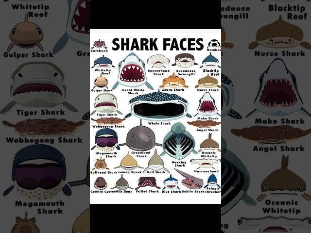 Basking shark #shorts
