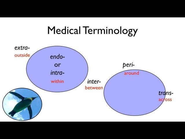 Medical Terminology