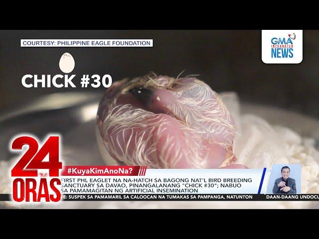 First PHL eaglet na na-hatch sa bagong nat'l bird breeding sanctuary sa Davao,... | 24 Oras