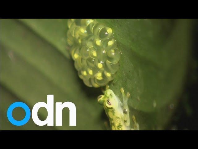 Frogs in Costa Rica camouflage themselves to look like their eggs