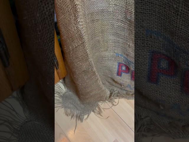 Biscuit the Cat creeping around the kitchen!!#funnycatsvideos