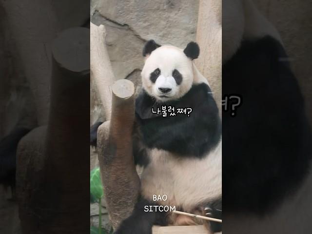 CF보는듯한 러바오의 멋진외모~심쿵주의