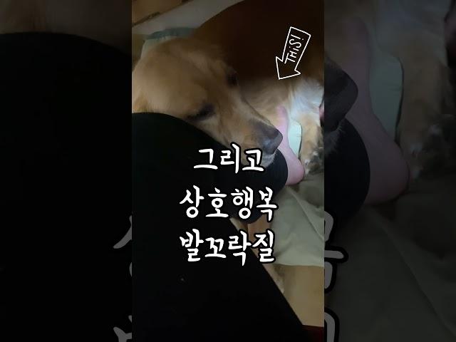 인간이 반려견에 의존하게 되는 진짜 이유#우리집강아지귀여워 #골든리트리버 #골댕이 #반려견일상 #반려견브이로그 #강아지일상 #강아지브이로그