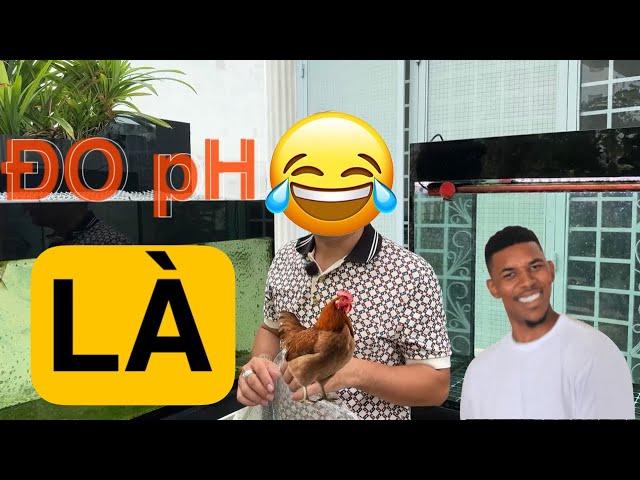 "GÀ" cũng được nhưng an toàn cho CÁ RỒNG của mình, cá của ae bị gì có ai đền cho không ?