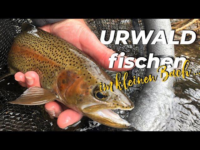 URWALD FISCHEN im kleinen Bach / Fliegenfischen im Dschungel