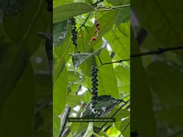 Growing Black Pepper at our Coffee Estate!