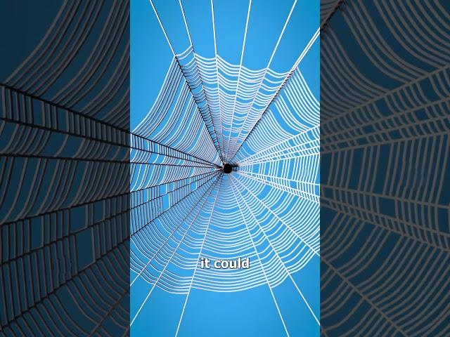 Spider Silk As A Bulletproof Vest? 