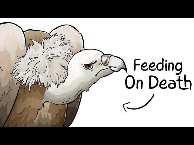 Why it Sucks To Be Born As a Vulture