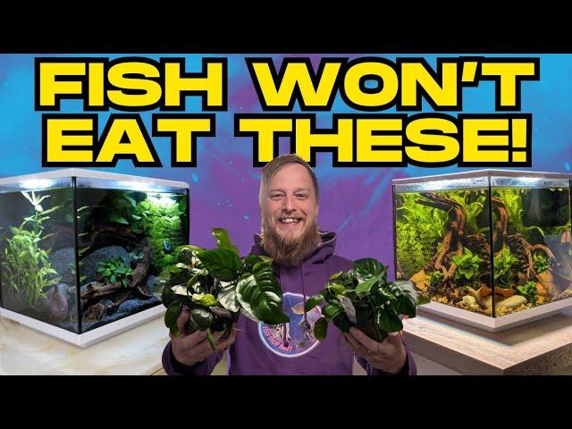 The TOUGH Aquarium Plants Your Fish WON’T Eat!
