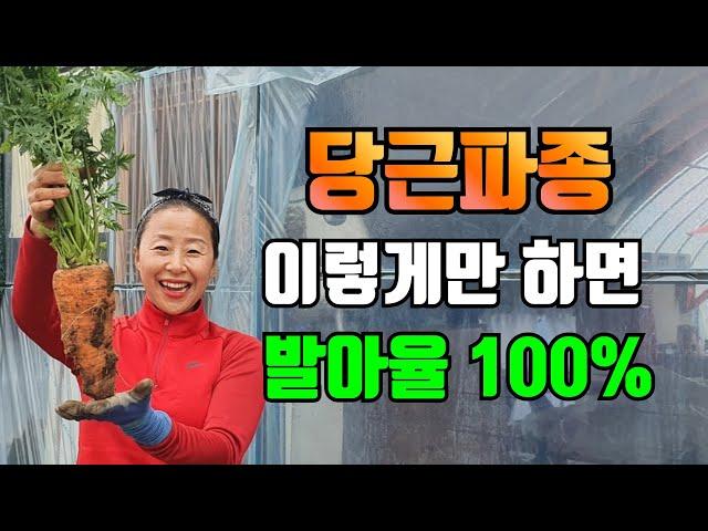 봄에 파종하는 당근 몇가지만 알고 심으면 실패없이 발아율 100% 입니다.