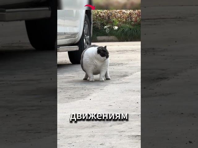 Толстый кот присел