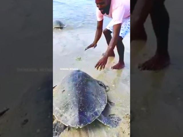 Turtle  in ocien in happy #shorts #wildanimal #wildlife #wildanimalsworldclub #animals