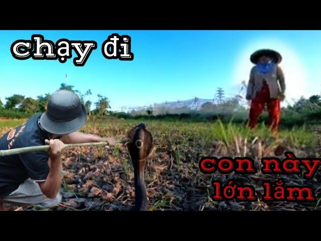 Tìm ₫ào bắt con rắn hổ mang lâu năm-Digging burrows to catch snakes