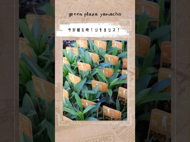 3月17日！#園芸 #ガーデニング #植物の写真を撮るのが好き #植物のある暮らし #花のある生活 #ガーデニング初心者 #奈良ガーデニング #ジキタリス #宿根草