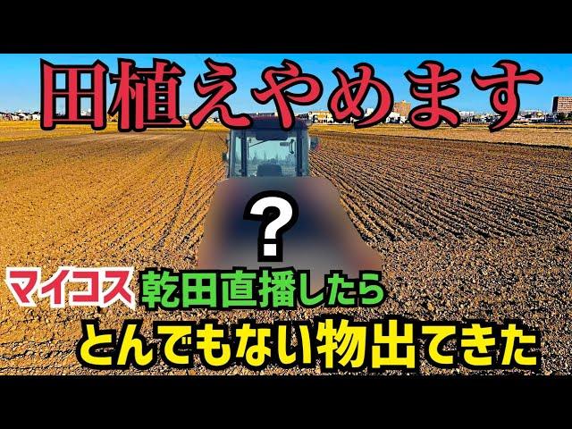 [最速直播]田植えやめてマイコス米を乾田直播したら大事件が起きた！ドリルシーダーで爆速乾田直播きしていく！SUGANOケンブリッチローラー,GASPARDOドリルシーダー、マイコス菌