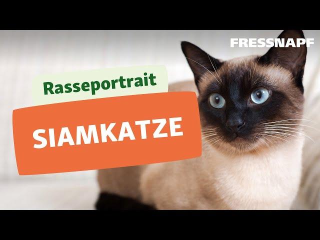 Rasseportrait: Siamkatze