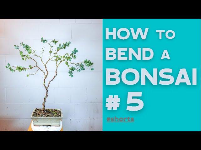 How to bend a Bonsai #5 - Eucalyptus Gunnii | Bonsaifly #shorts