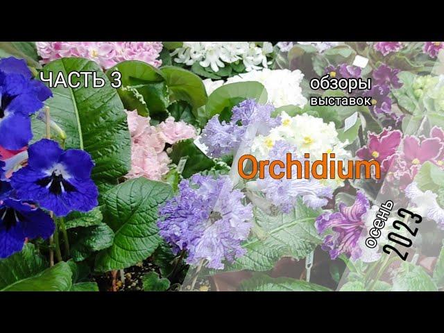 Выставка-ярмарка Орхидиум | Orchidium. Сентябрь 2023. Часть 3