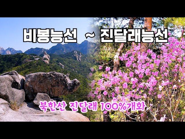 북한산 '비봉능선' 과 '진달래능선' 에 진달래 만개했어요 2024. 04. 14. 일요일 등산.