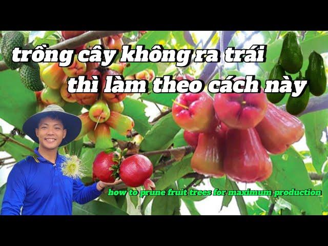 EP 114 : Trồng cây lâu năm không ra bông và đậu trái , đừng vội chặt bỏ hãy làm theo cách này nhé .