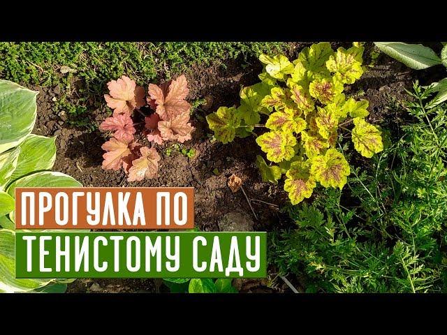 Лучшие растения для тени  Прогулка по моему саду / Садовый гид