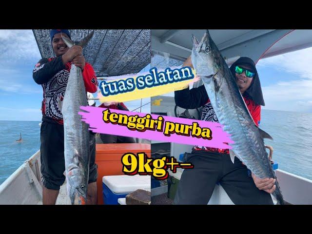 ‼️tenggiri gorgon 9kg makan hamboq ‼️penghuni prasejarah di tuas selatan‼️ repeat gulai 100 plus