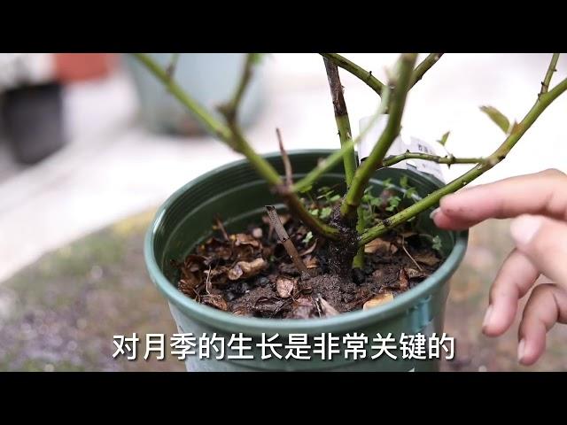 月季花怎么养？园艺师教你，月季花的实操养护技巧