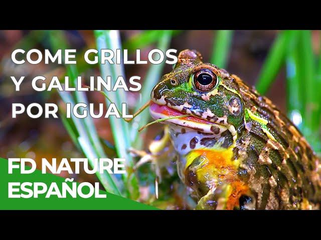 Los Más Mortales de África - Rivales de Río | Free Documentary Nature - Español