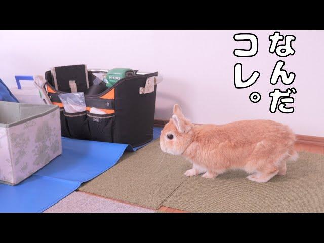 ビビりながらも初めて見る道具に興味津々なムギが可愛すぎました【No.1525】