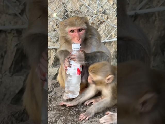 Daily monkey part 3 #short #shorts #animal #animals #monkey #funnymonkey #funnyanimals