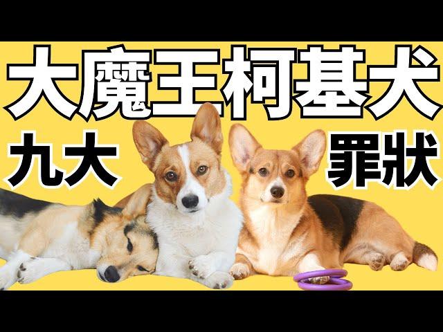 我身邊養柯基的人都曾後悔過｜【柯基9大缺點】2023  CC 中文  Why You Shouldn't Get A Pembroke Welsh Corgi  CC English