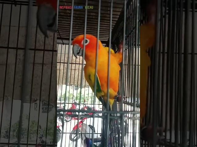 Burung sultan ! indah, unik dan langka