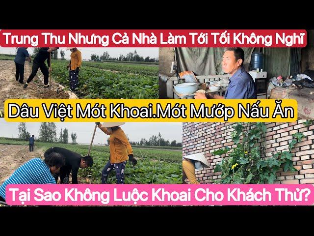 #660] Dâu Việt Đi Mót Khoai.Mót Mướp. Tại Sao Không Luộc Khoai Cho Khách Thử Dễ Bán.Và Lý Do?